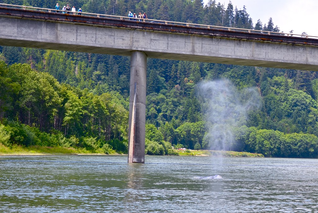 Photograph of gray whale spouting, with just a bit of the blowhole showing. People on a freeway bridge over the water are watching the whale and there are pine trees on hills in the background.