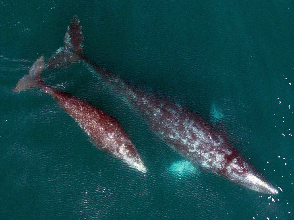 Blurry birds-eye-view photograph of gray whale mother and calf swimming in dark teal water.