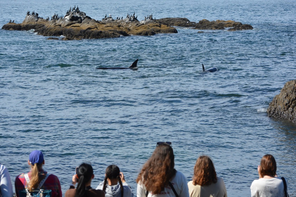 A group of somewhat blurred students from behind, with camera's focus on the killer whales they're watching nearby in the water.